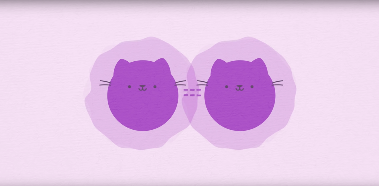 What is a quantum cat state?