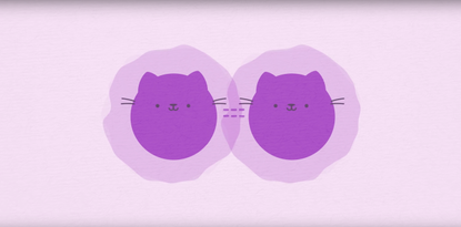 What is a quantum cat state?