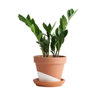 A ZZ plant in a terracotta pot
