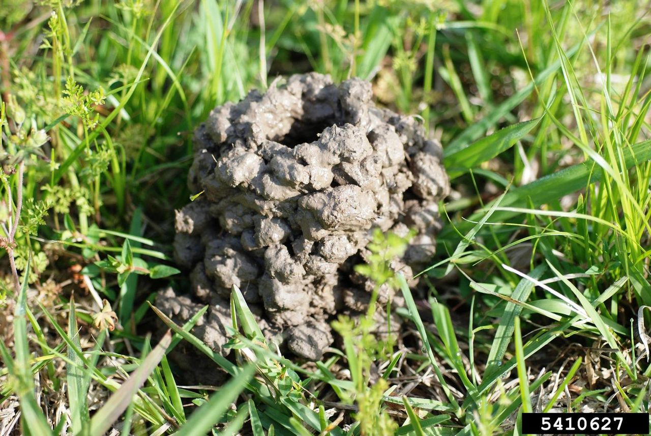 Crayfish Mount In Lawn