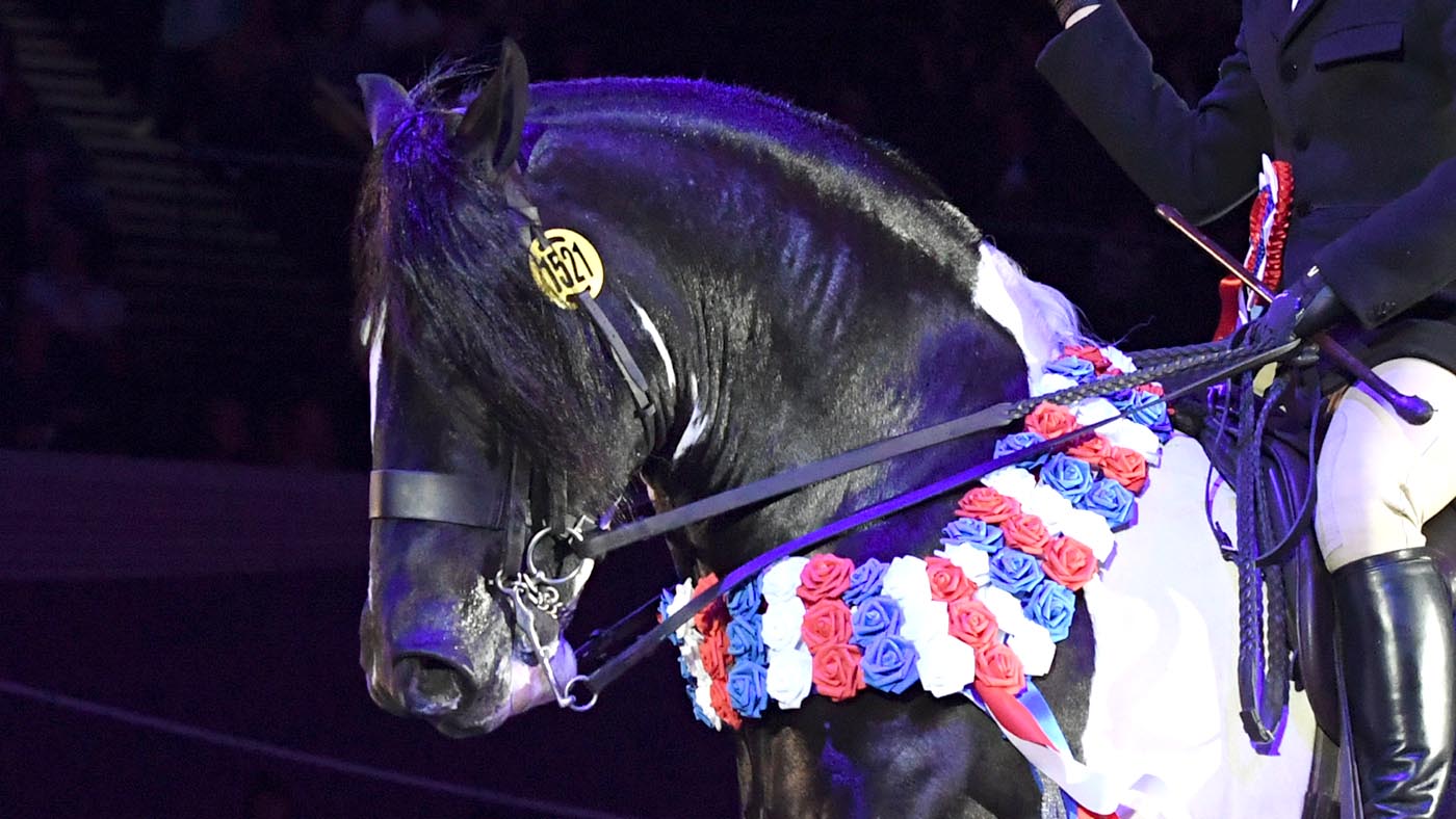The-Magpie-HorseNo1521_HOYS_PN18_188165_239539141_372675662.jpg