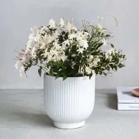 Jasmine House Plant in Ribbed Ceramic Pot: £30 | Dunelm&nbsp;