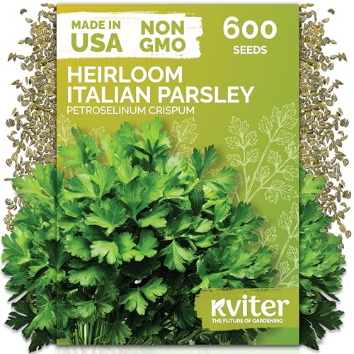 Kviter 600 Flat Leaf Italian Parsley Seeds (petroselinum Crispum) - Flavorful Classic Flat Leaf Parsley Seed Packets - Non Gmo &amp;amp; Heirloom Seeds for Planting in Kitchen Herb Garden, Containers &amp;amp; Beds