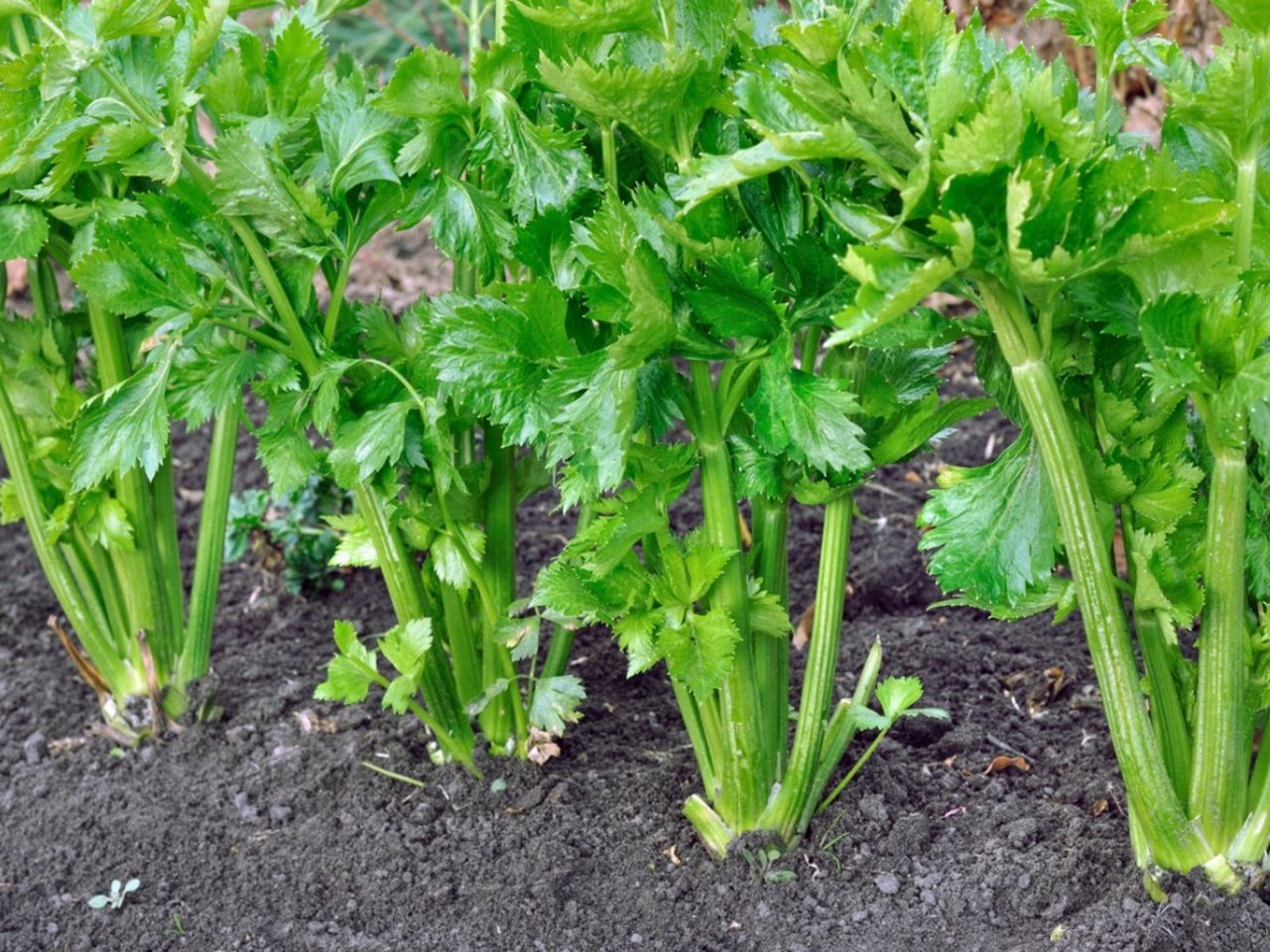 Hollow Celery Plants In The Garden