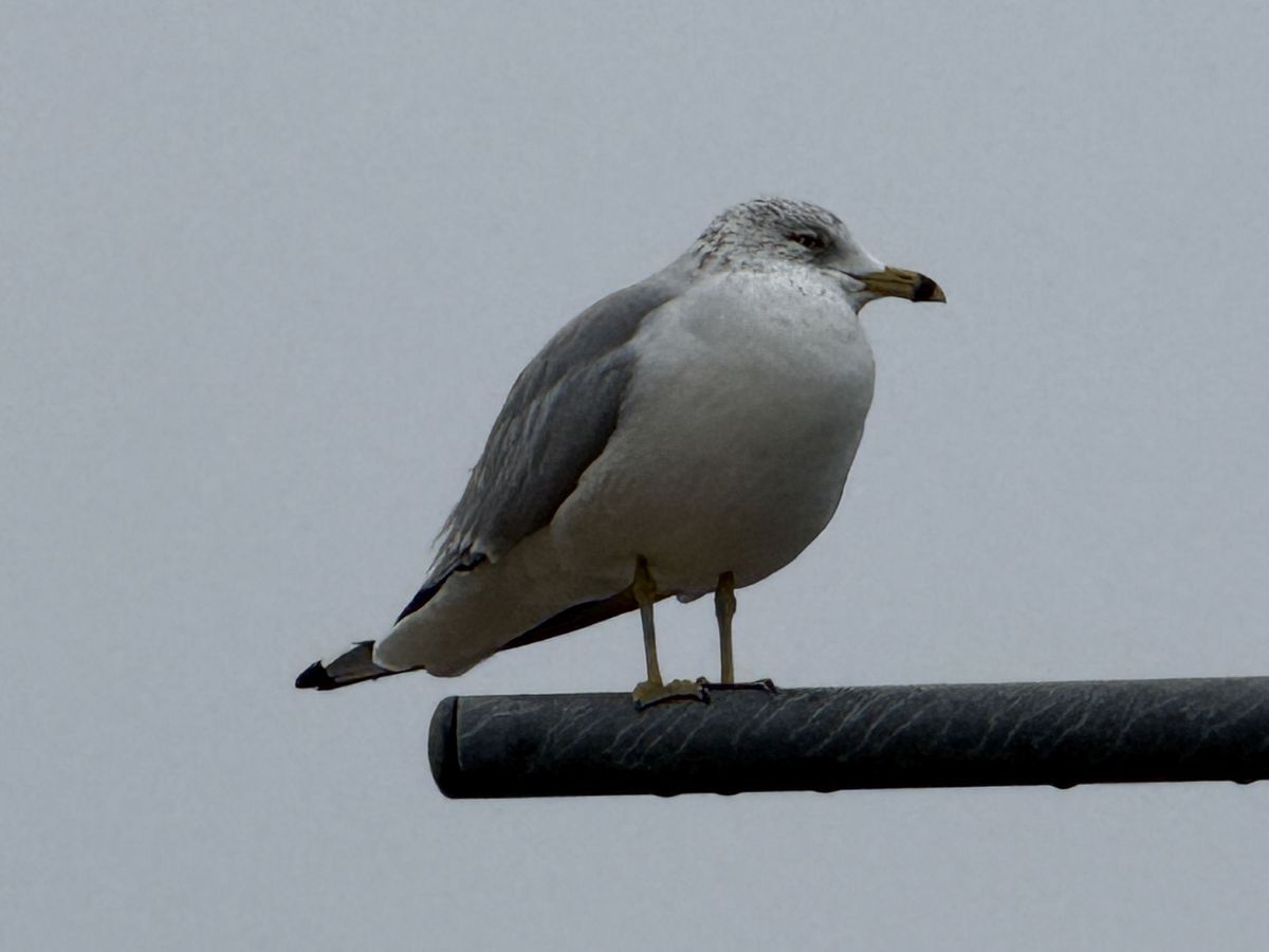 Apple iPhone 16 Pro Max zoom sample.