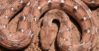 Ocellated Carpet Viper