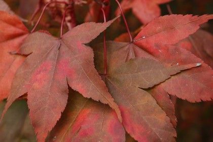 Even at ISO 1000 noise is well controlled and the textures in these leaves are still clearly visible.