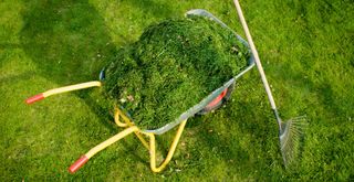 lawn with wheelbarrow filled with grass cuttings to support advice on whether you should leave grass cuttings on a lawn after mowing