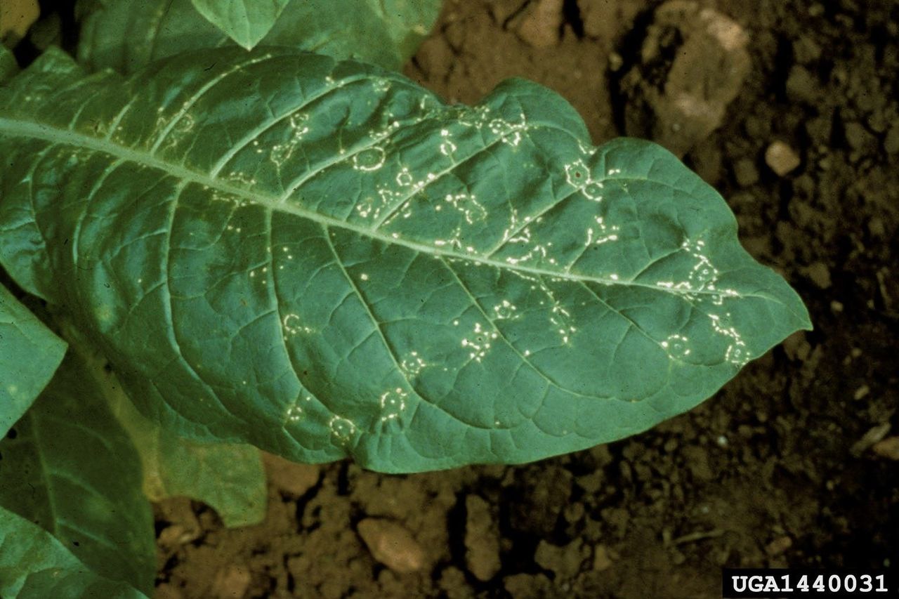 Large Leaf With Tobacco Ringspot