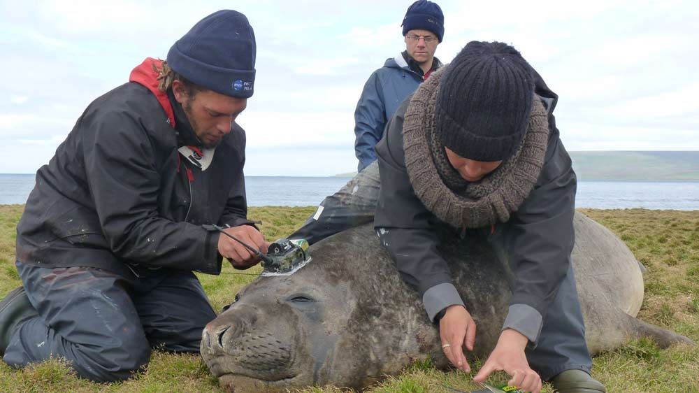 tagging southern elephant seals.