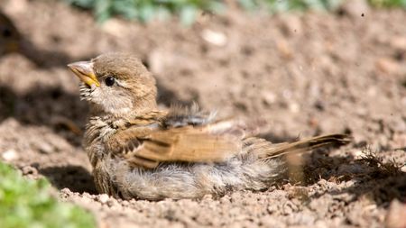 Bird bathing in a patch of dust