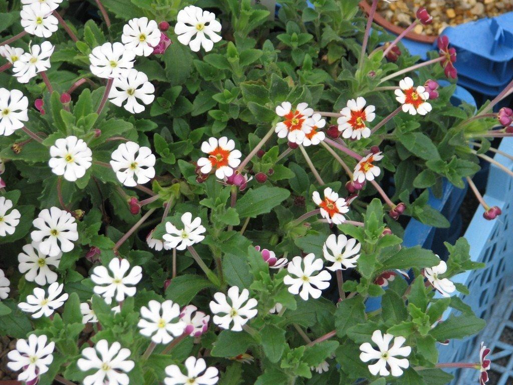 Night Phlox Plants