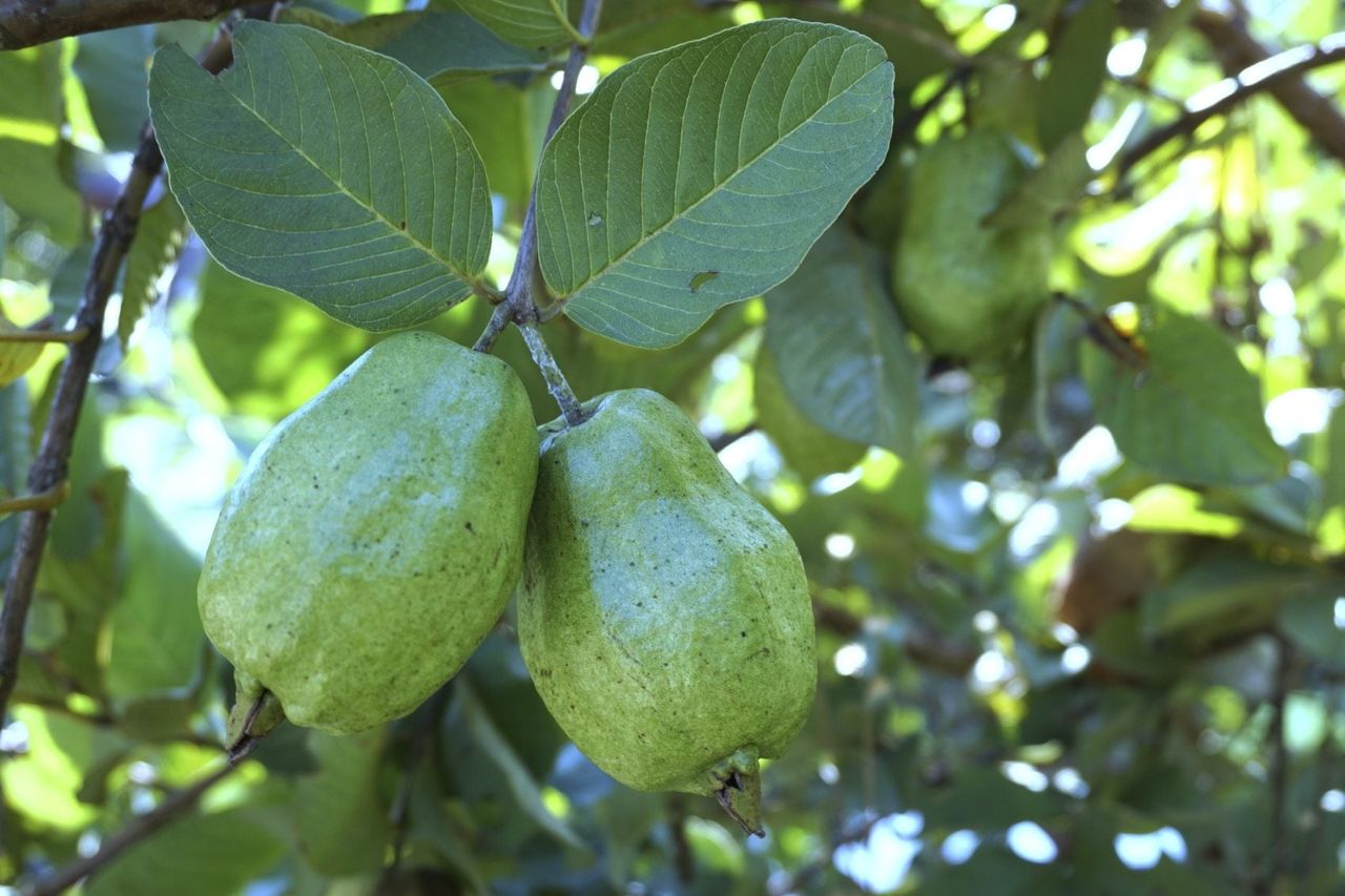 Guave Tree With Fruits