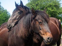 Ruby_Tuesday_and_Sefton.jpg