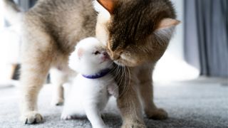 British shorthair kitten nuzzling its mom