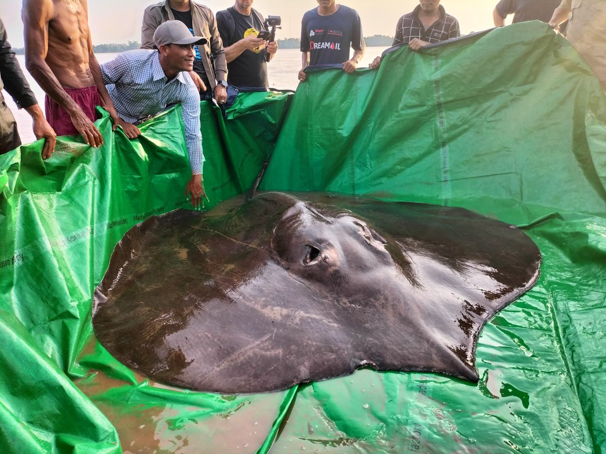 Biggest freshwater fish ever caught is a stingray that weighs nearly as much as ..