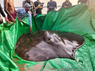 Scientists and officials in Cambodia pose with the largest freshwater fish ever caught, a giant freshwater stingray. 
