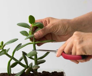 taking a stem cutting from a jade plant