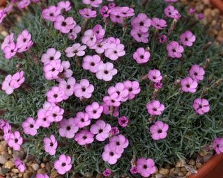 Dianthus strictus garden pink