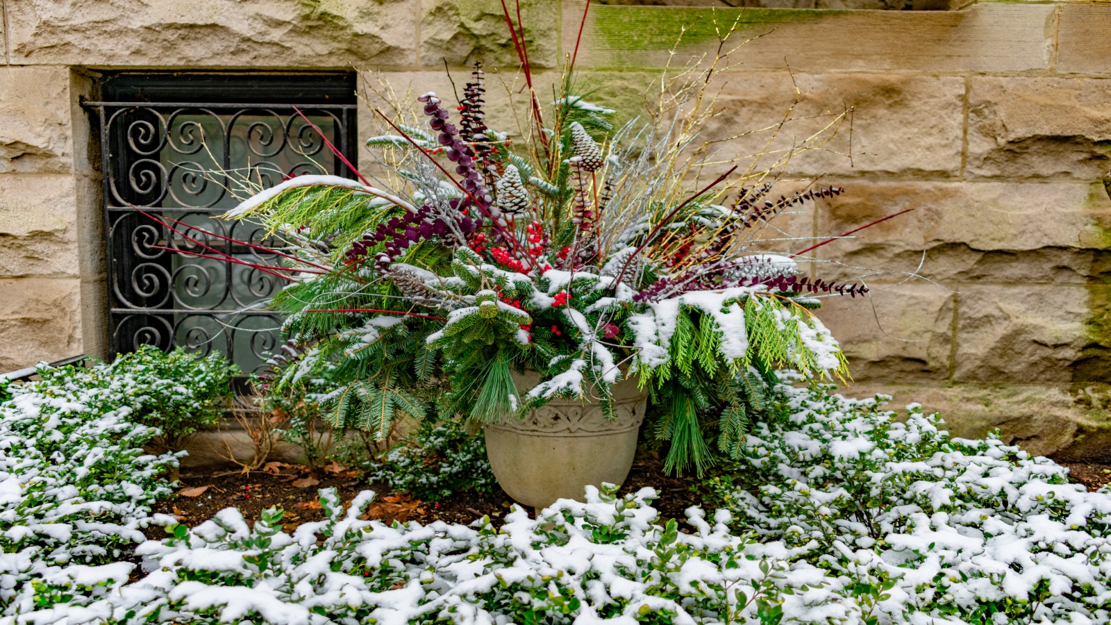 Evergreen festive winter container in a snowy garden