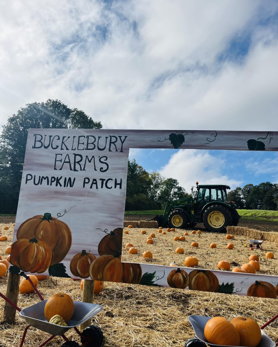 A pumpkin patch and fence with a sign reading Bucklebury Farm&#039;s Pumpkin Patch