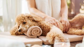 poodle being massaged