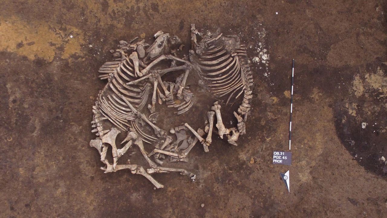 These two horses were buried side-by-side in a grave at the site that dates from the middle Bronze Age, thousands of years after the Neolithic cemetery.