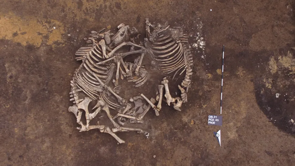 Bu iki at, Neolitik mezarlıktan binlerce yıl sonra, Orta Tunç Çağı'na tarihlenen alandaki bir mezara yan yana gömüldü.