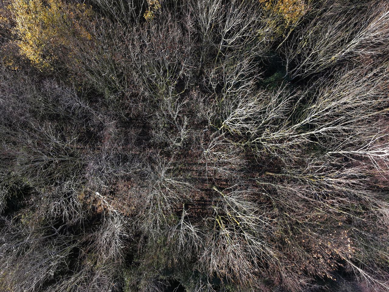 Photo of trees from above taken with the DJI Neo 2 drone