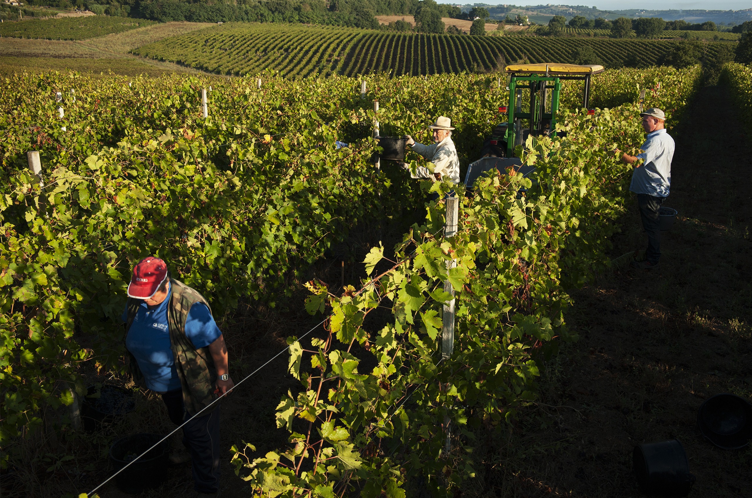 Three men harvesting grapes, with a small tractor