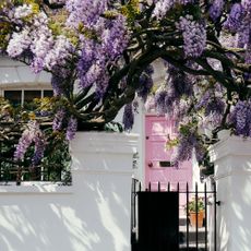 Wisteria growing up and around a pink front door on a Notting Hill home