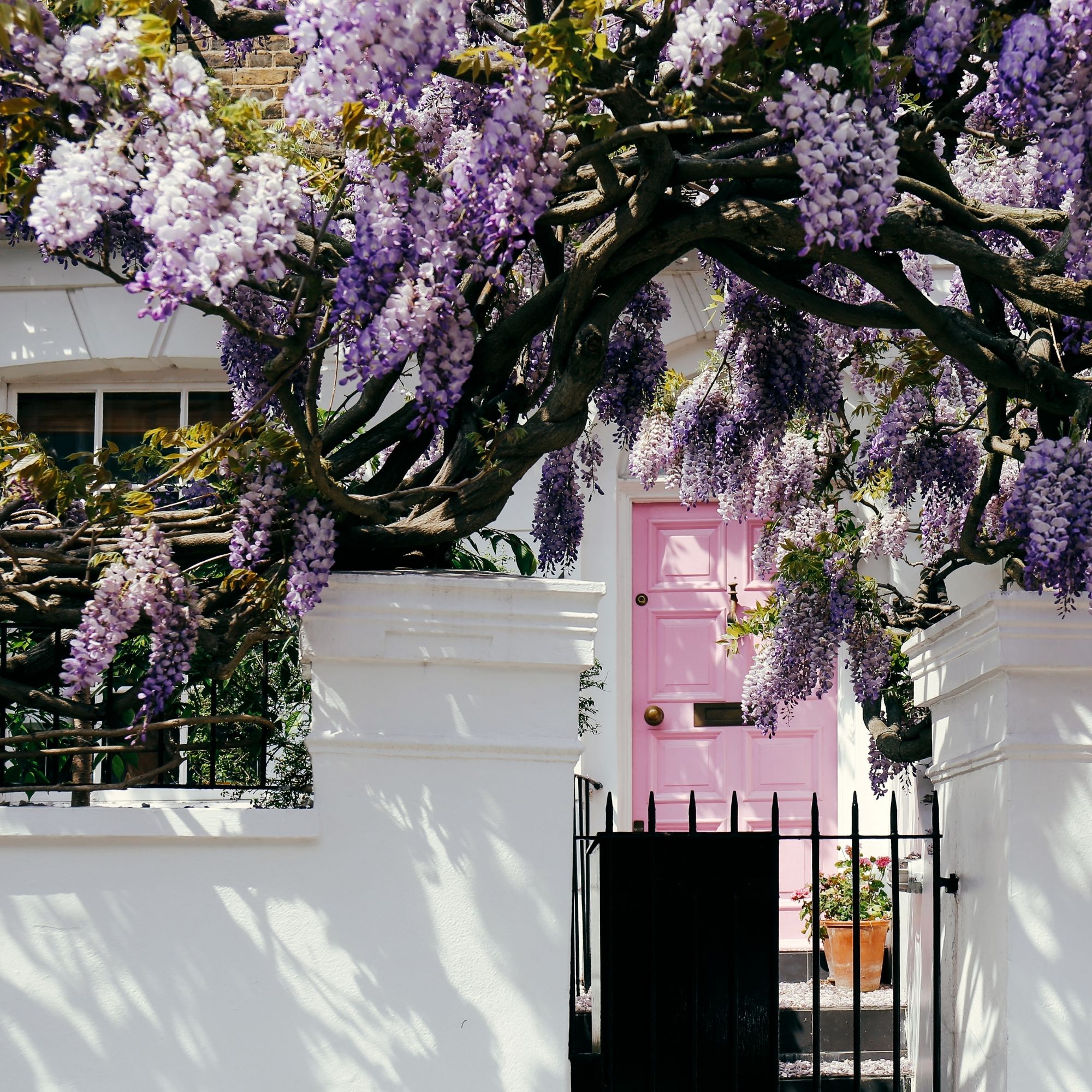How Well Does Wisteria Grow In Pots? Try This And Find Out | Ideal Home