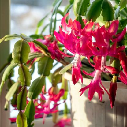 Christmas cactus blooming on windowsill with pink flowers