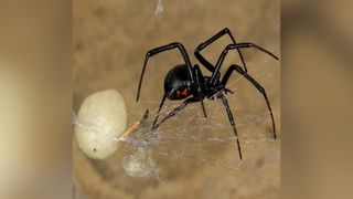 A black widow spider spinning egg case silk.
