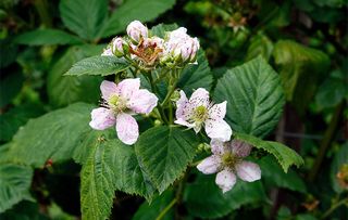 Loch Ness Blackberry