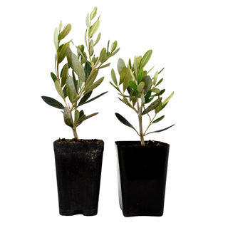 A set of two live olive tree plants