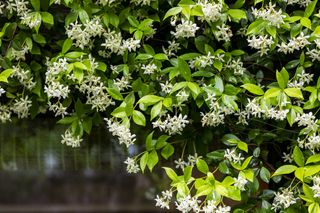 A lush star jasmine plant