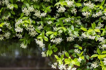 This Plant Makes The Perfect Fence Cover And Smells Amazing 