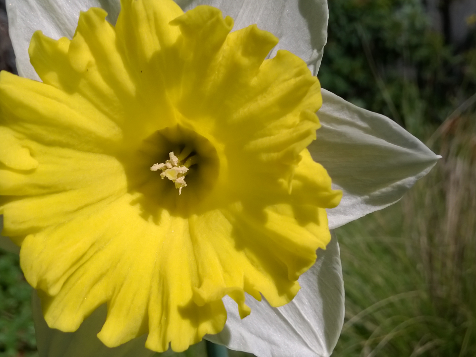 Nokia Lumia Icon review