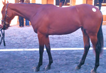 Horseboughtatsale.JPG