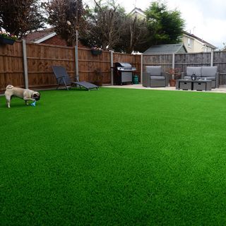 artifical grass with sofa and dog
