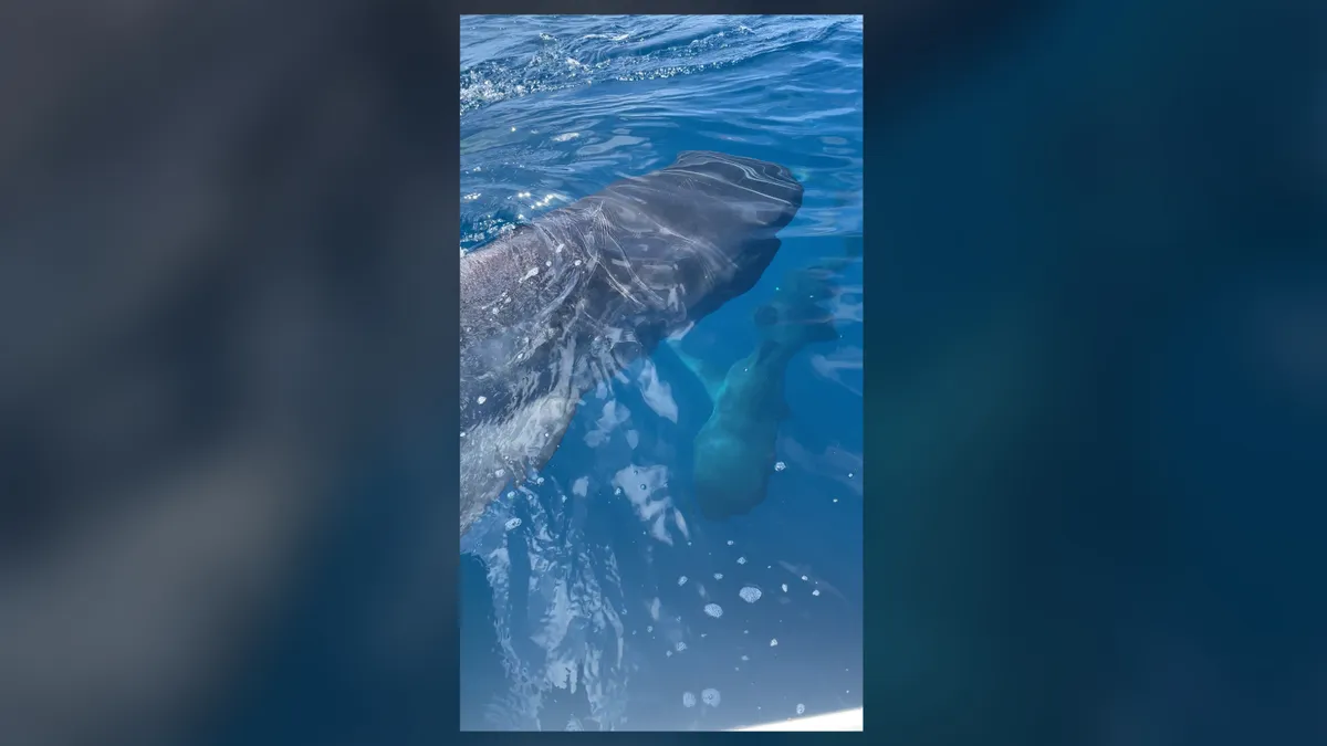 Rare 2 megamouth sharks caught on video 1st time Fc8SKwZLyawxBU8eaZhEJQ-1200-80.jpg