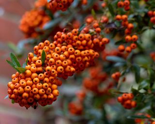 Pyracantha Saphyr Orange berries in autumn