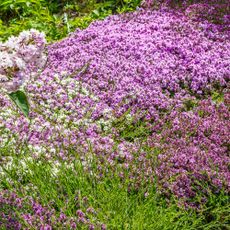 Creeping thyme (thymus serpyllum) is a beautiful perennial plant for the rock garden