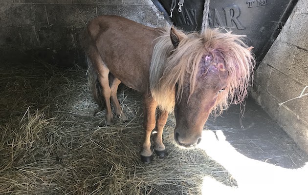 RSPCA-pony-Peanut.jpeg