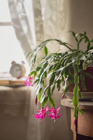 A close-up of a Christmas cactus on a side table