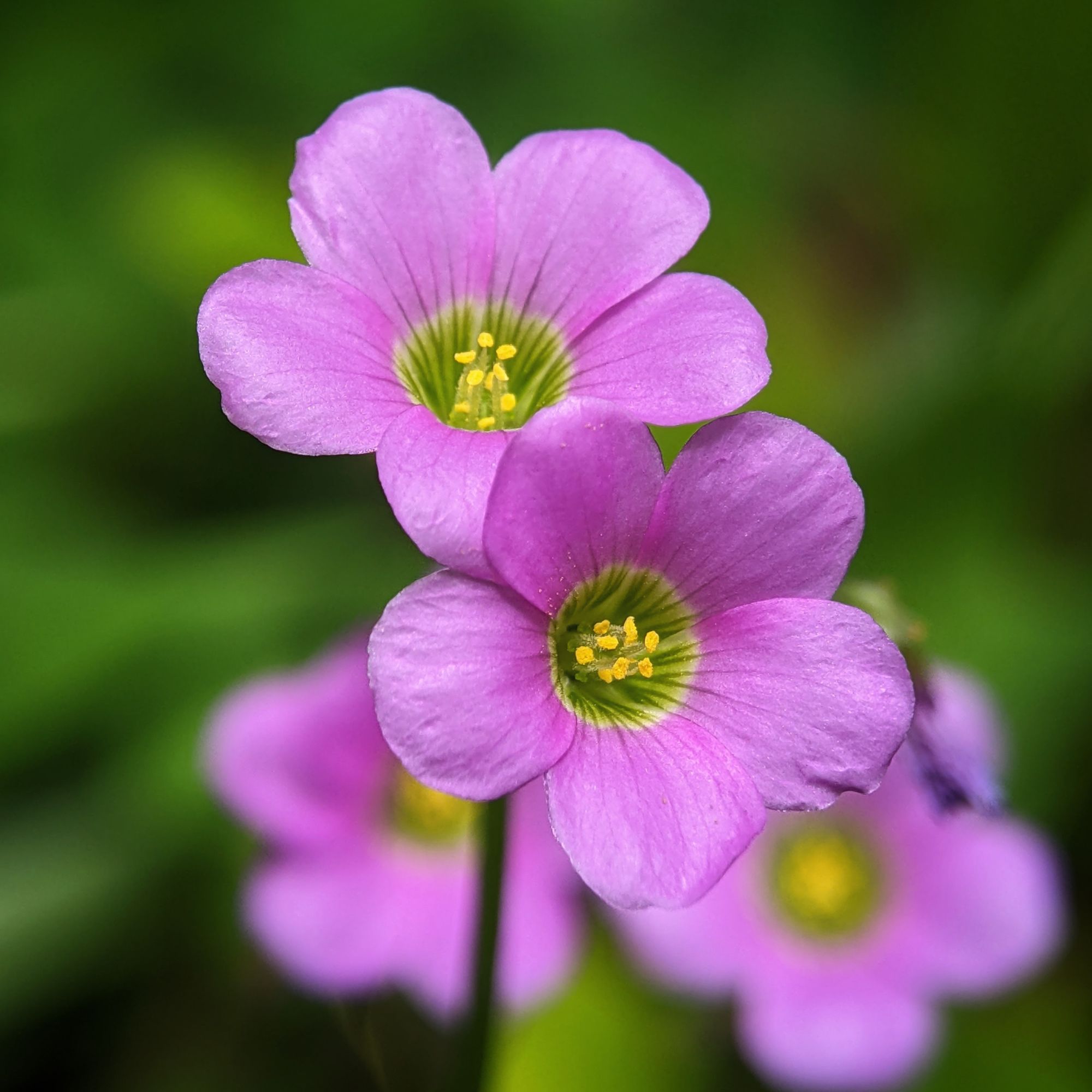Closeup of pink Oxalis latifolia flowers