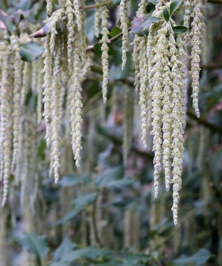 Garrya elliptica - Silk tassel bush shrub