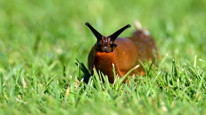 Slug on grass