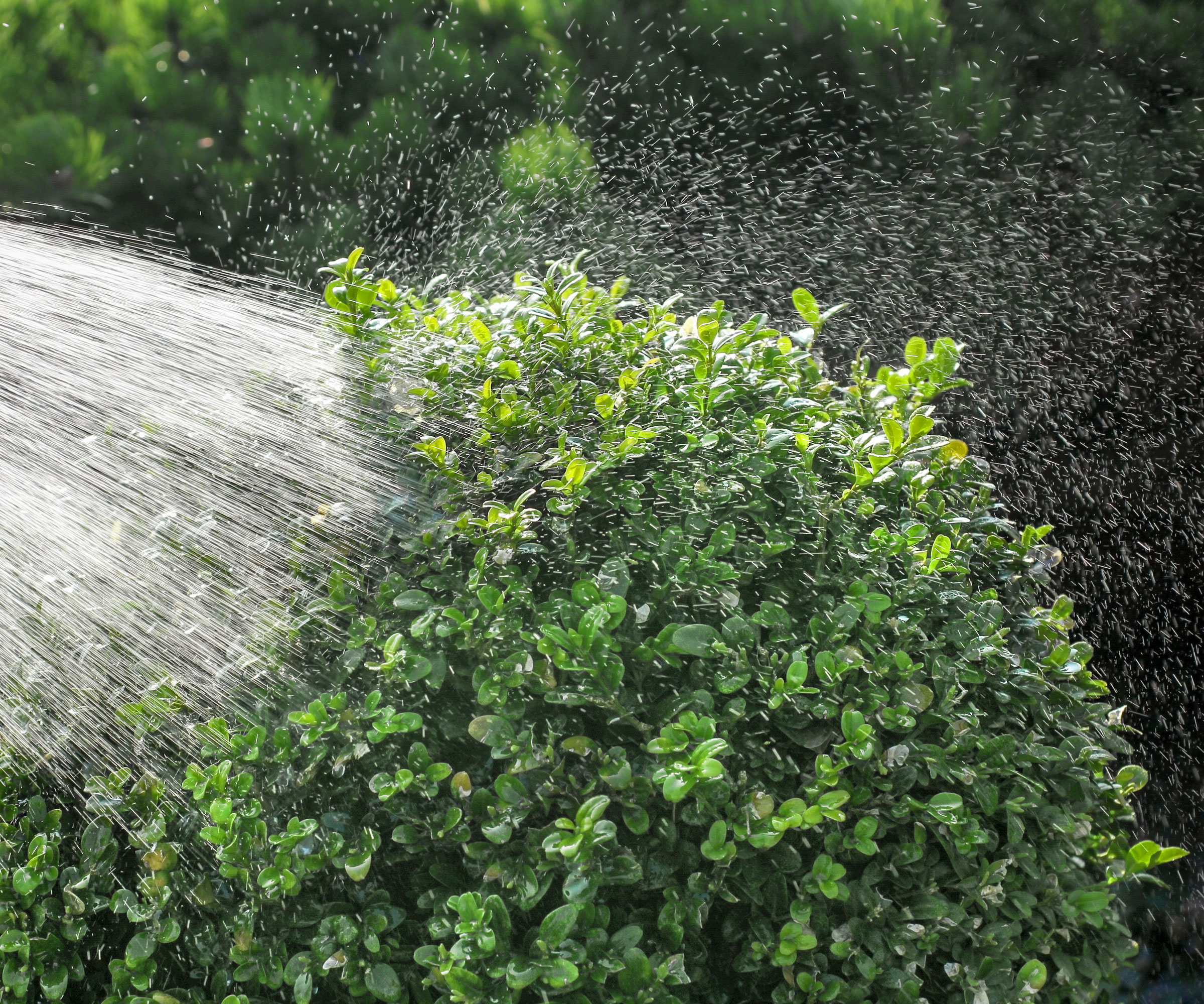 watering boxwood shrub with hose jet